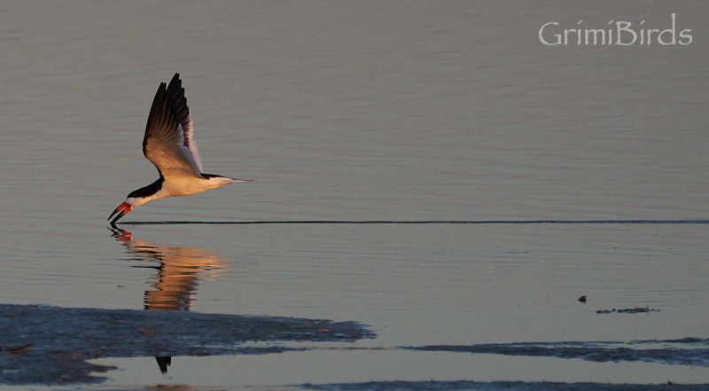 Black Skimmer (niger) - ML618012332