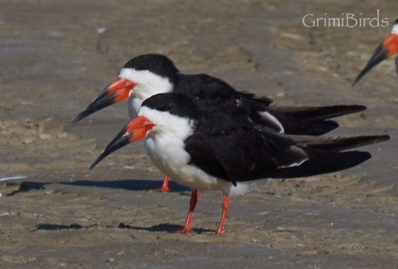 Black Skimmer (niger) - ML618012333