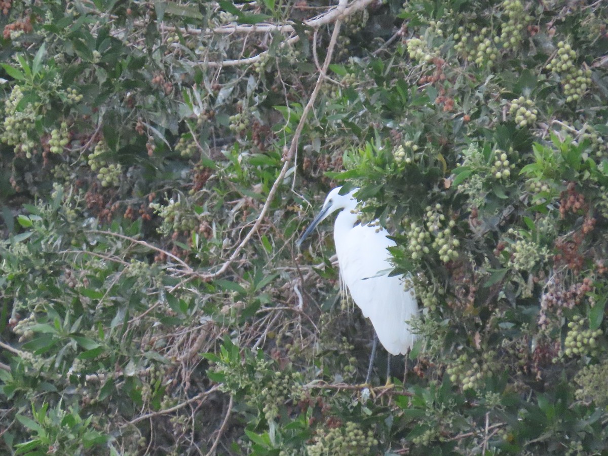 Little Egret - ML618012363