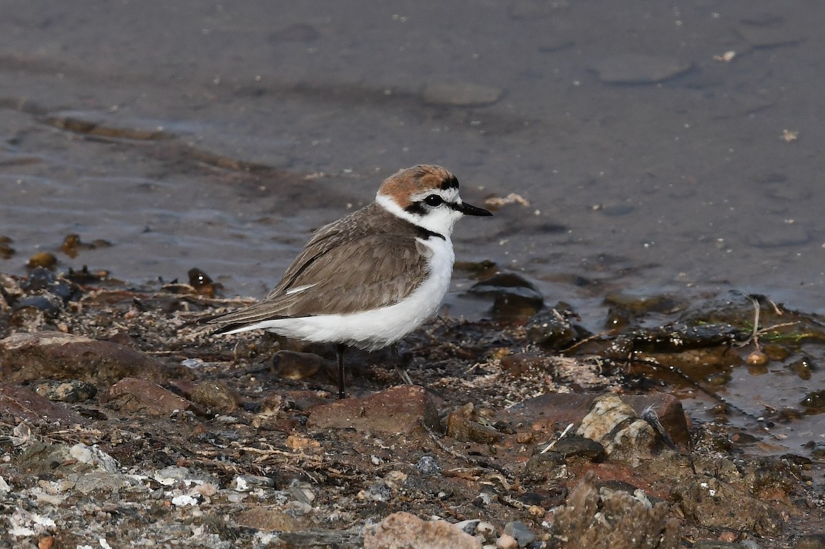 Kentish Plover - Antonio  Garcia  Lavado