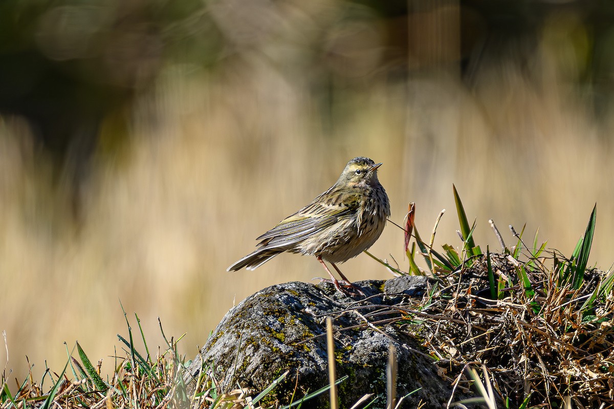 Olive-backed Pipit - ML618012388