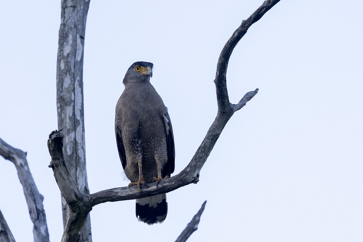 Crested Serpent-Eagle (Crested) - Niall D Perrins