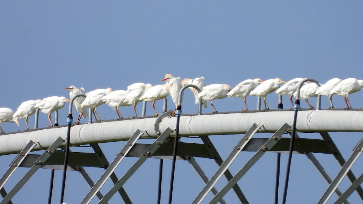 Western Cattle Egret - Rui Jorge