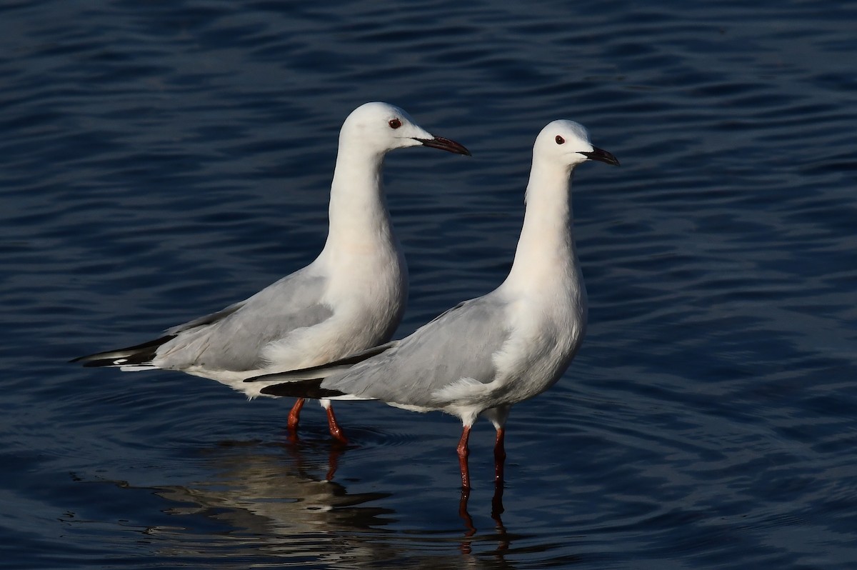 Slender-billed Gull - ML618012428