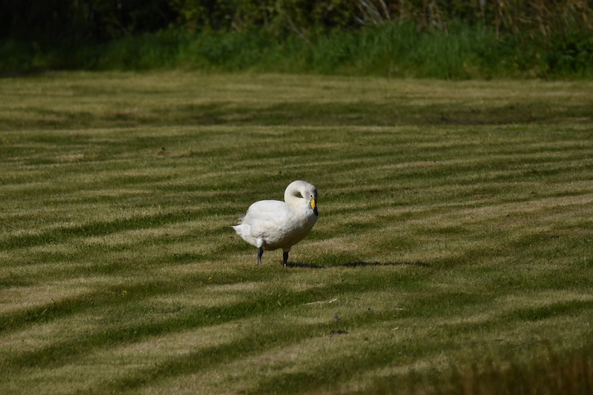 Whooper Swan - ML618012440