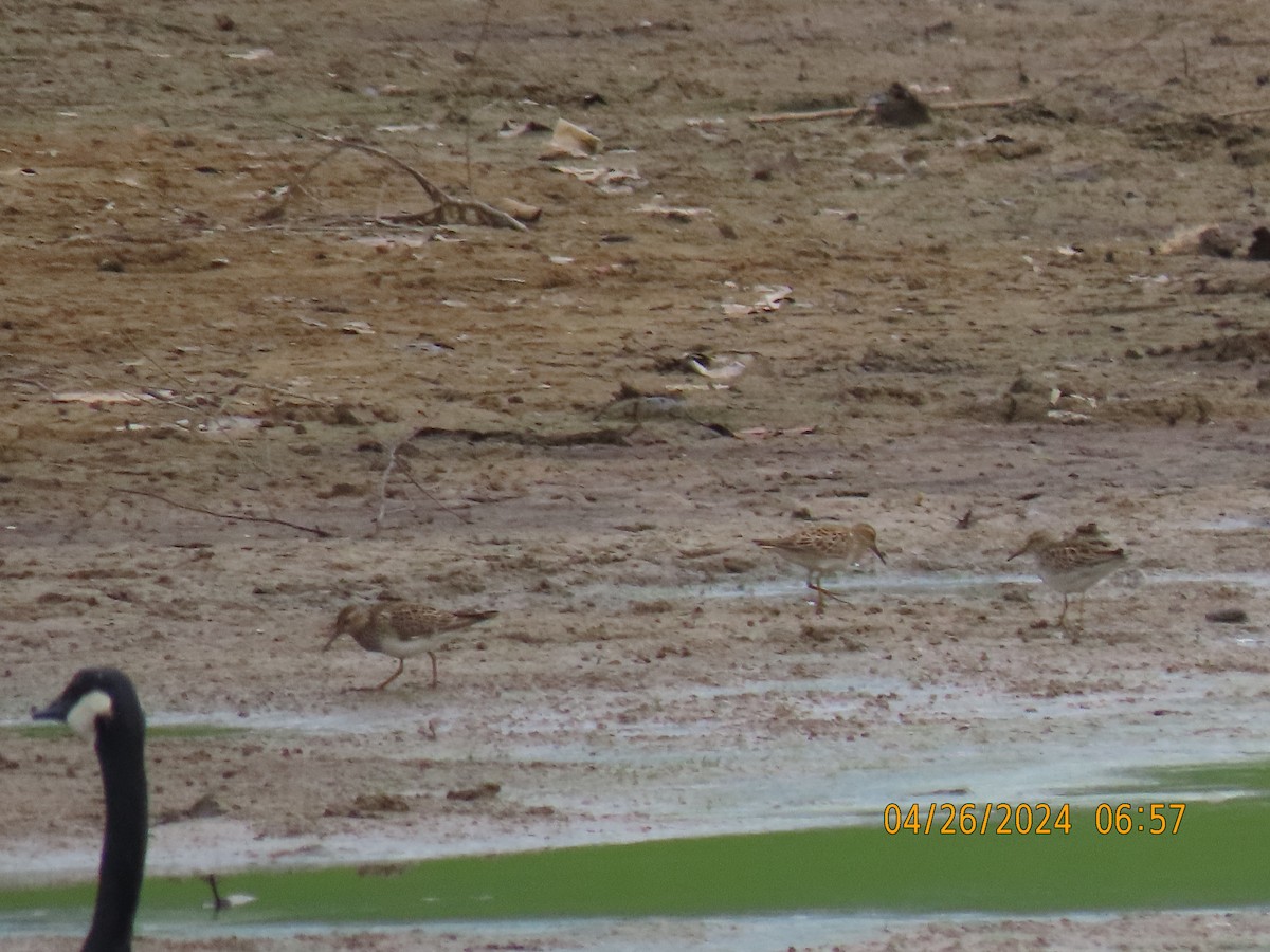 Pectoral Sandpiper - Leon Book