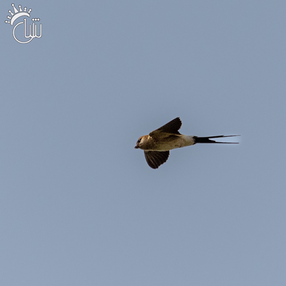 Barn Swallow - ML618012530
