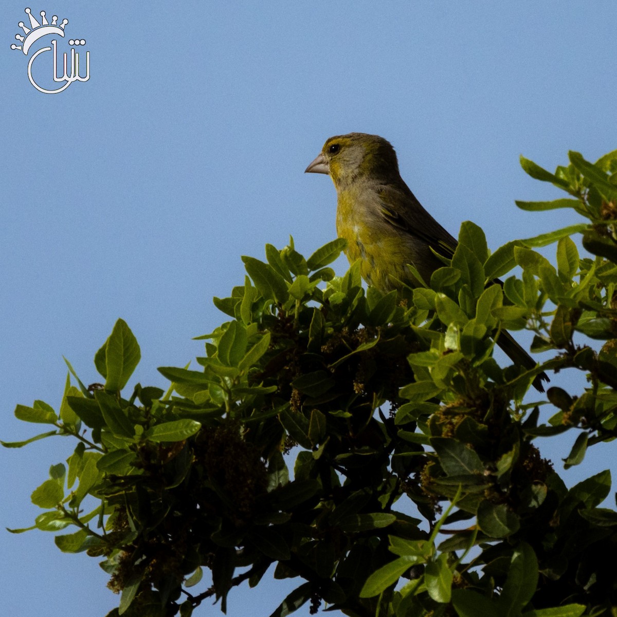 European Greenfinch - ML618012544