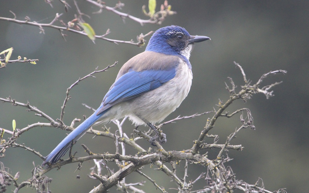 California Scrub-Jay - ML618012574