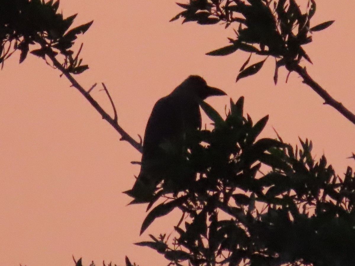 House Crow - Ute Langner