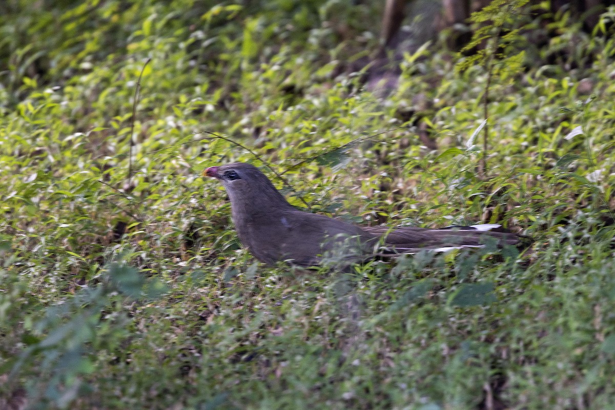 Sirkeer Malkoha - ML618012611