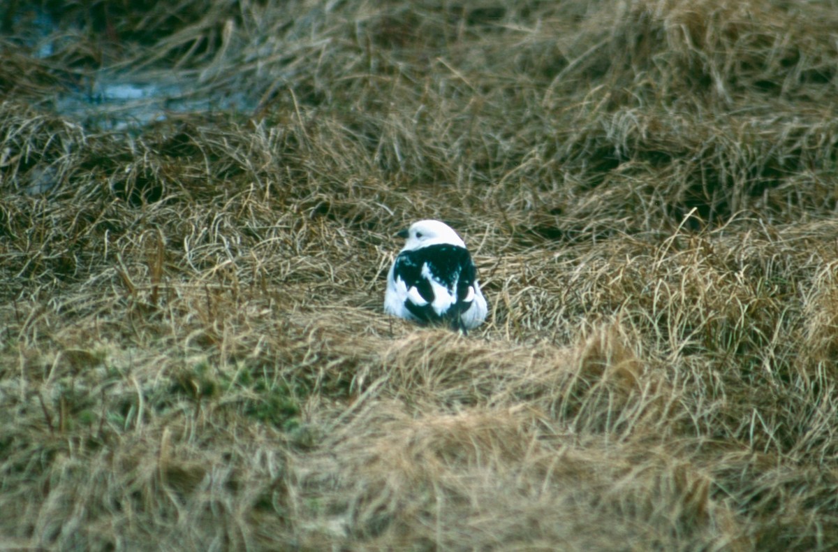 Snow Bunting - Clyde Blum