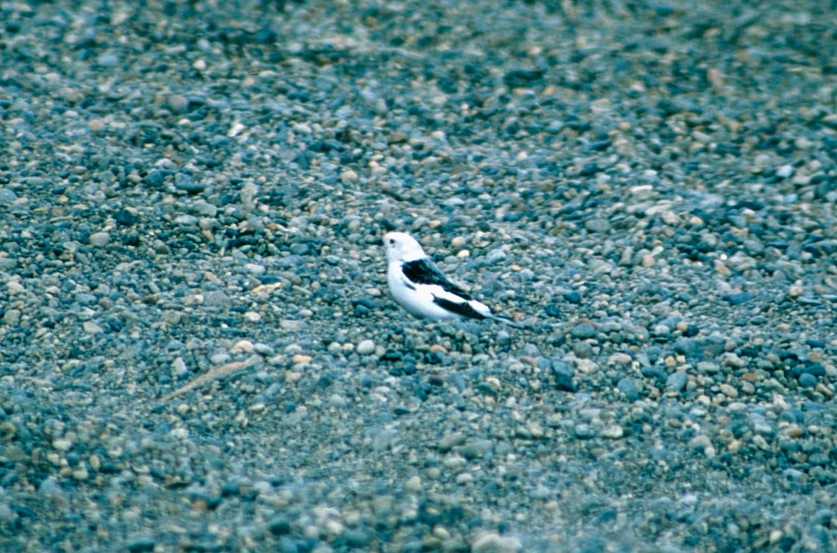 Snow Bunting - Clyde Blum