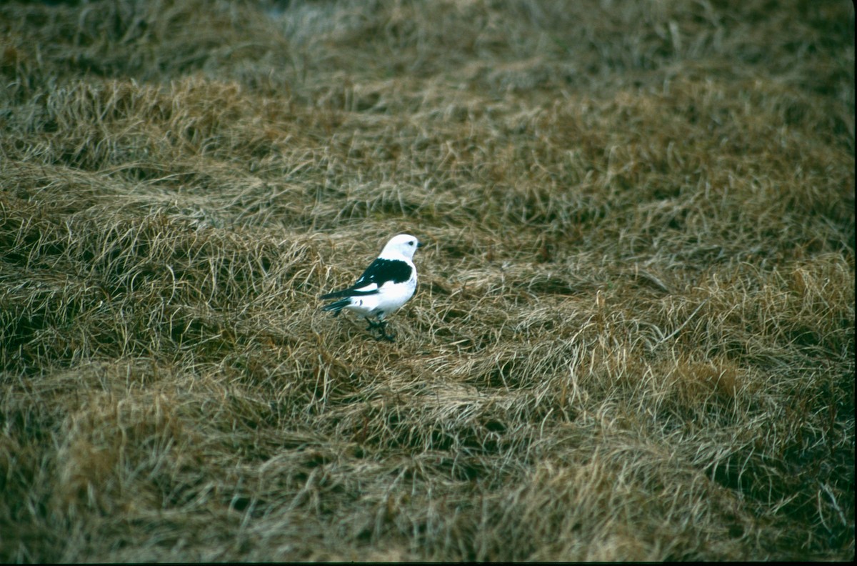 Snow Bunting - Clyde Blum