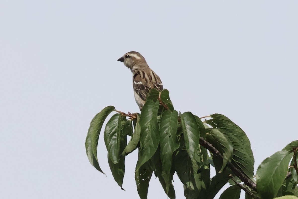 Russet Sparrow - 15號的 紅色小寶貝