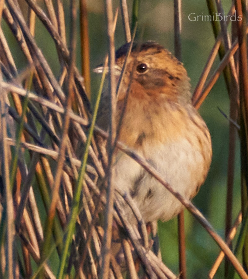 Nelson's Sparrow (Interior) - ML618012707