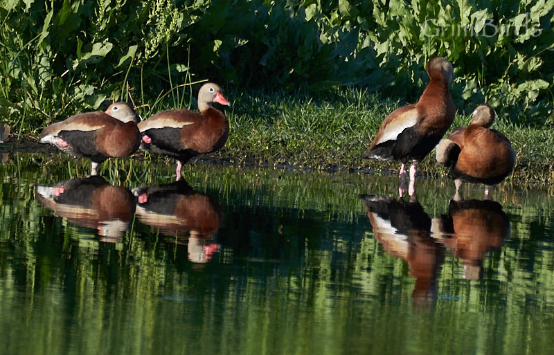 Black-bellied Whistling-Duck (fulgens) - Ramon Grimalt