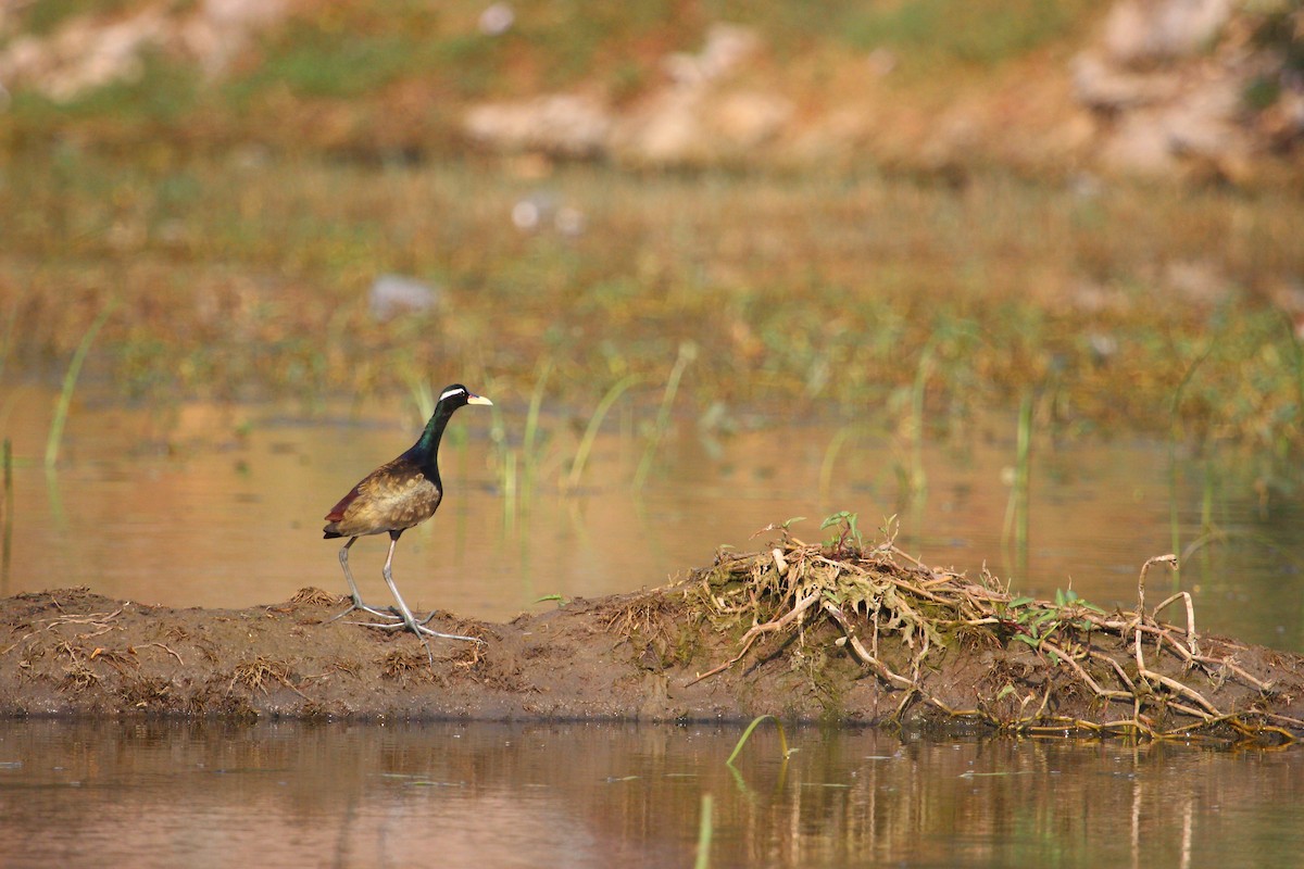 Bronze-winged Jacana - PARTH PARIKH