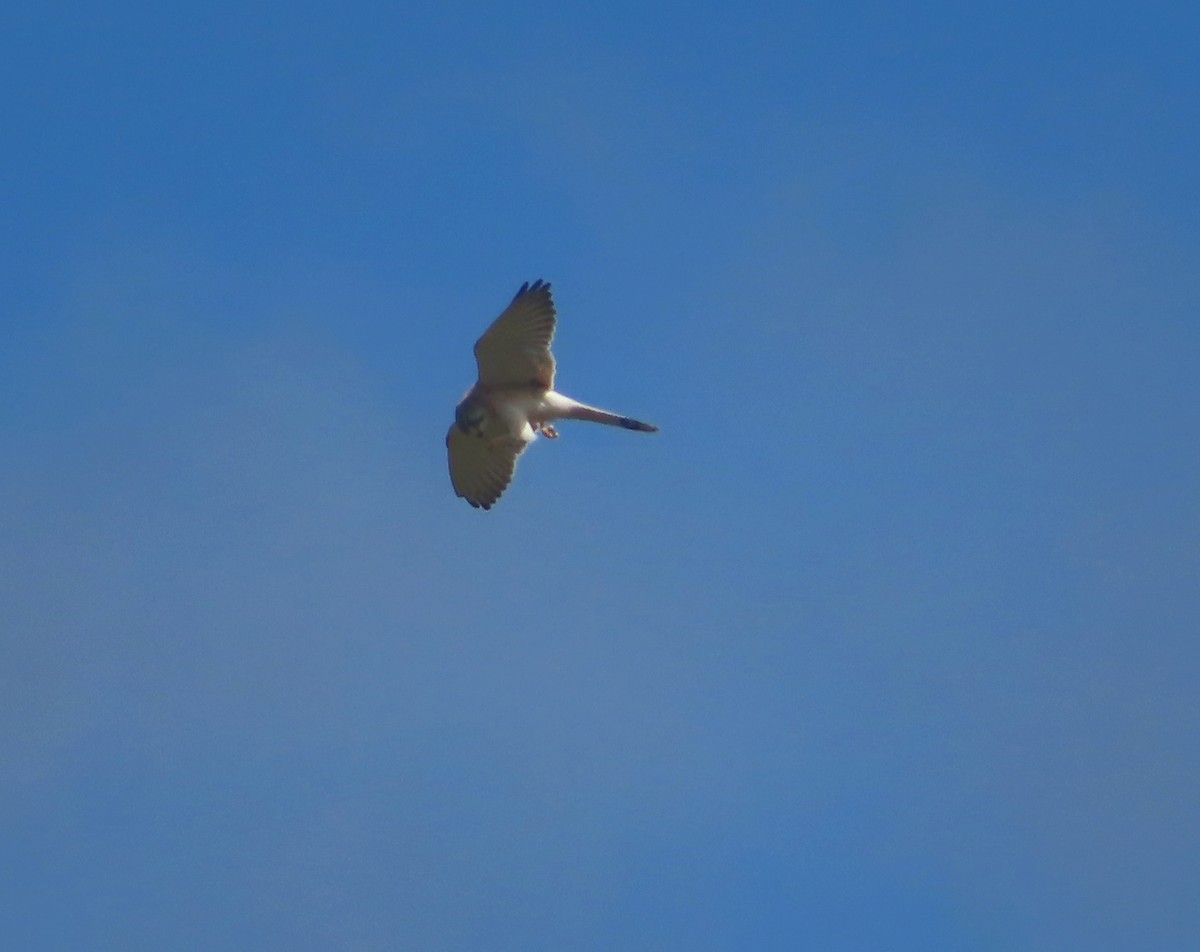 Nankeen Kestrel - ML618012767