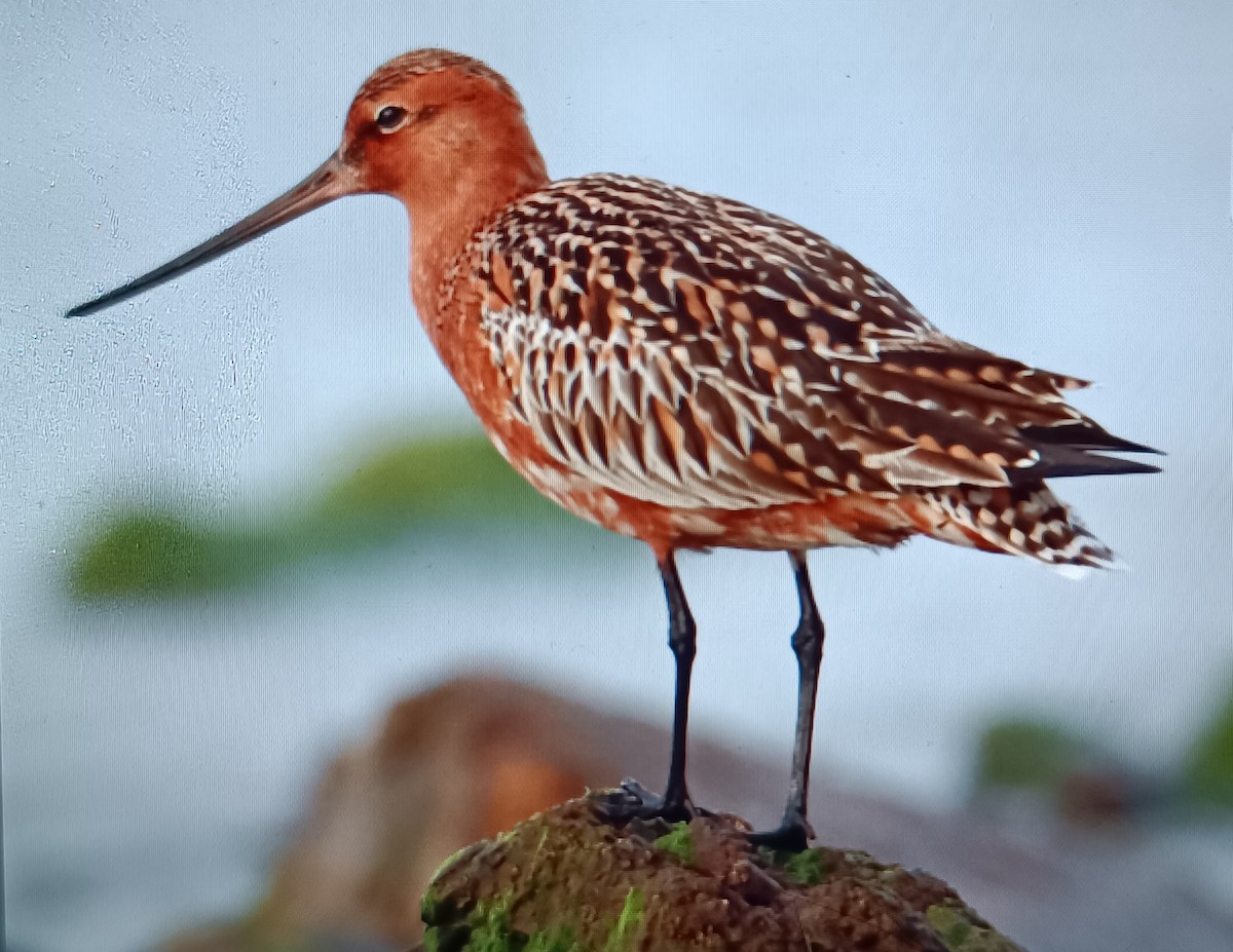 Bar-tailed Godwit - ML618012771