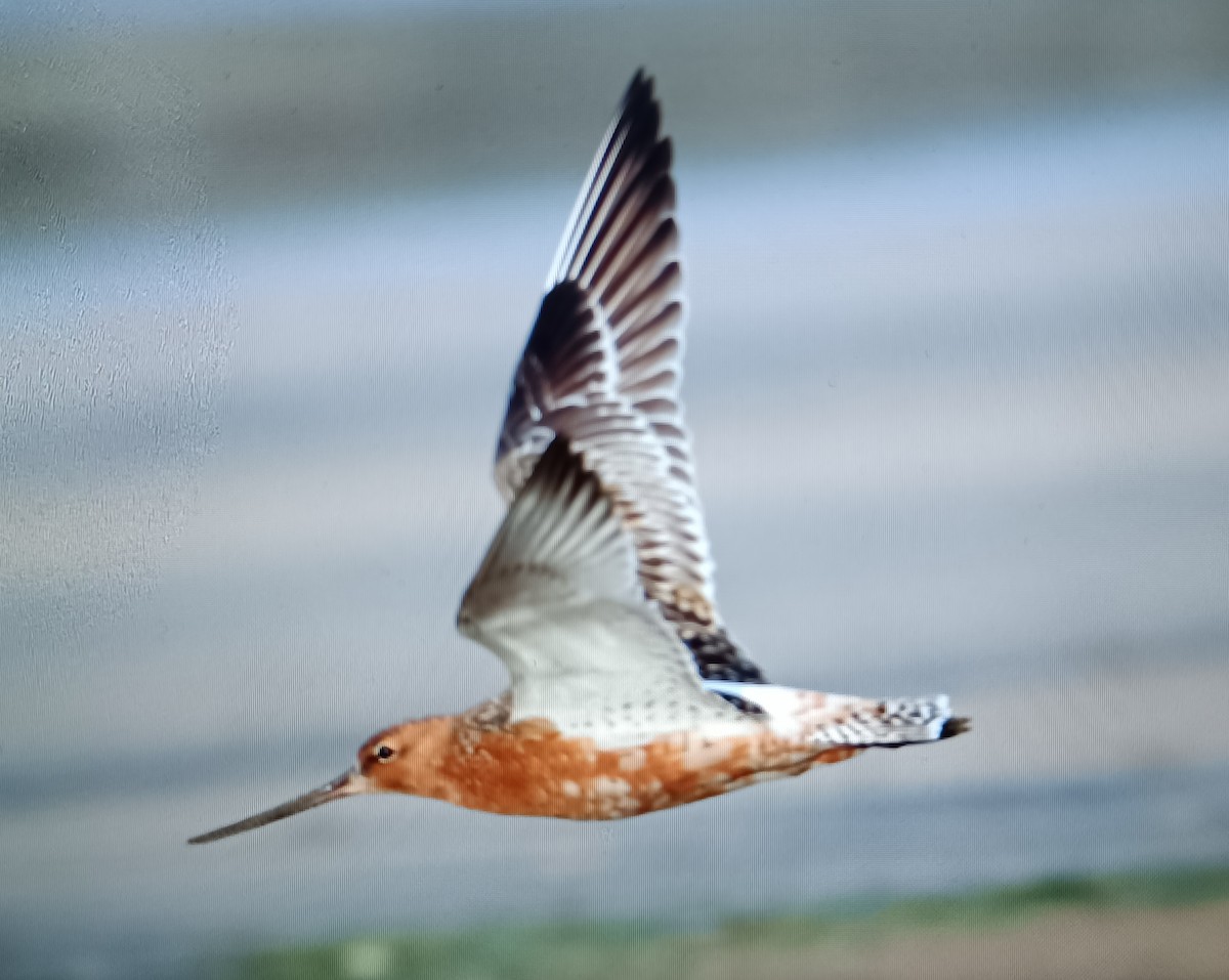 Bar-tailed Godwit - Sergio Hoces lucena