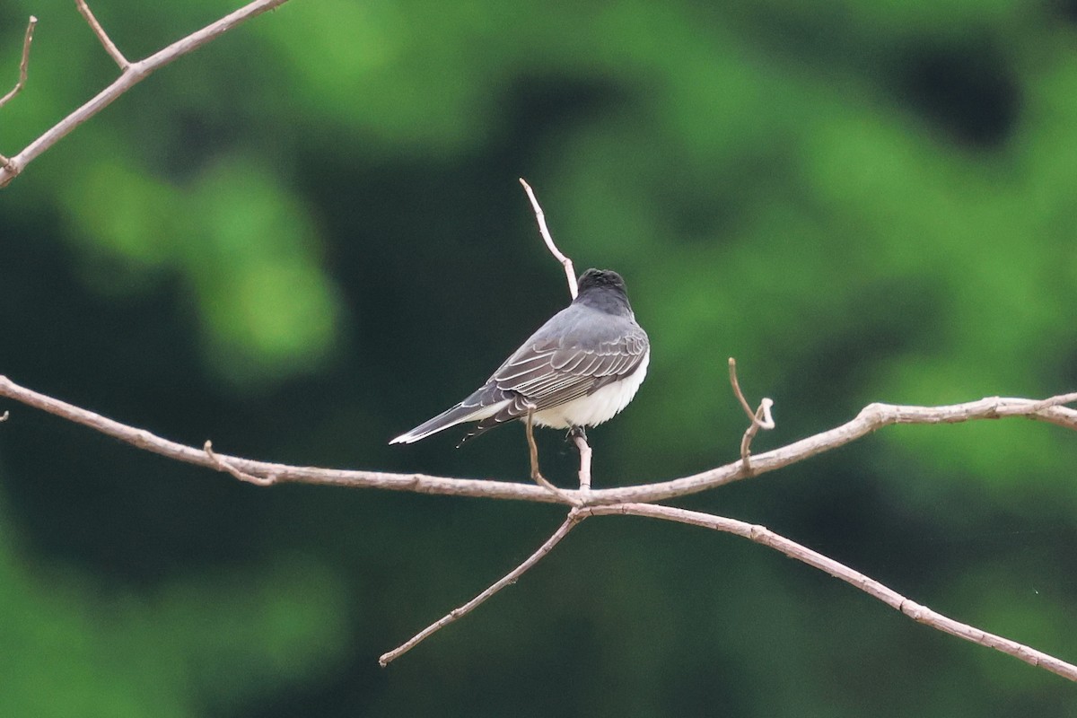 Eastern Kingbird - Stan Chapman