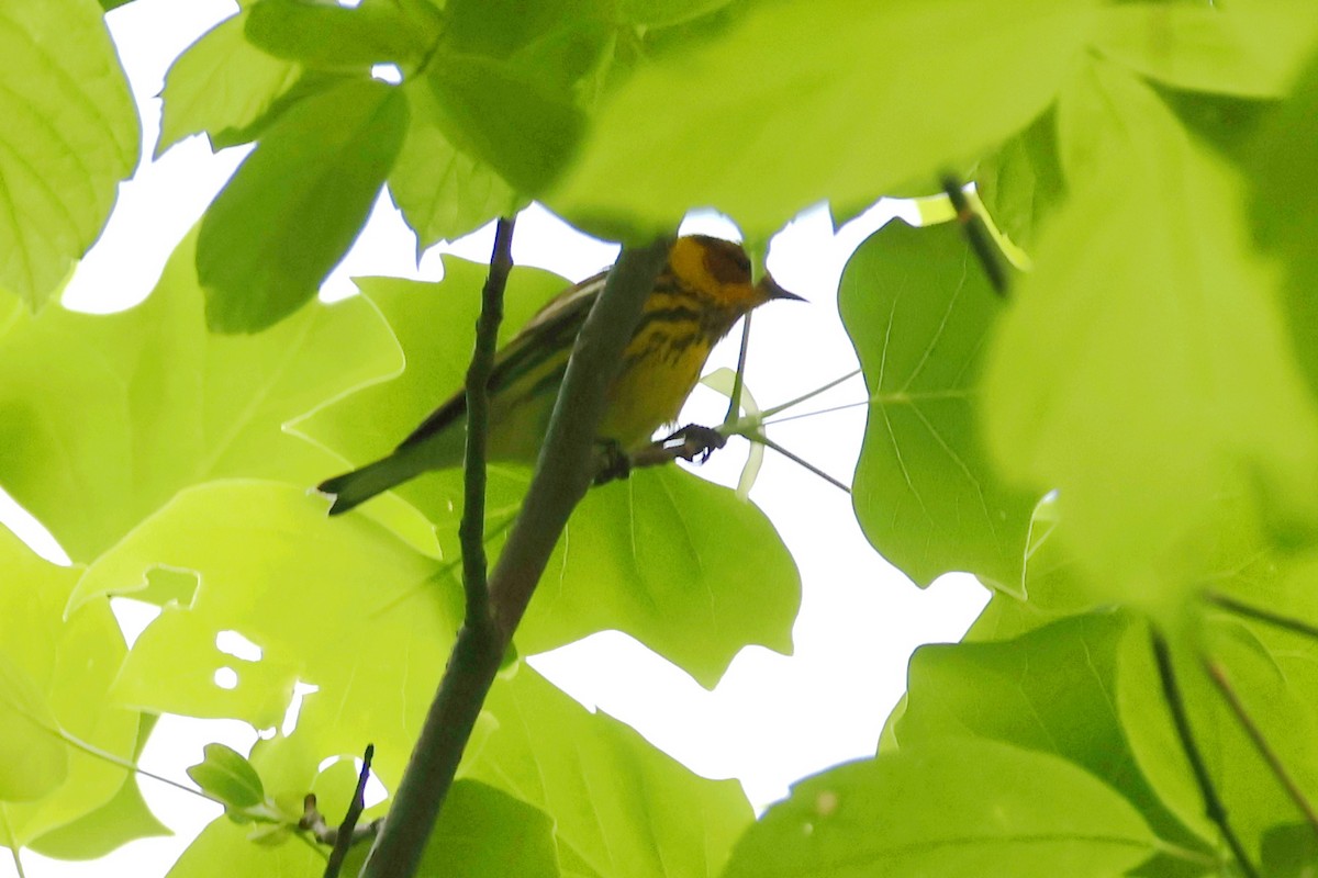 Cape May Warbler - Stan Chapman