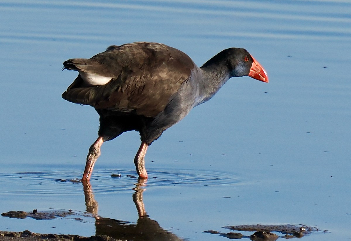 Australasian Swamphen - Ken Glasson