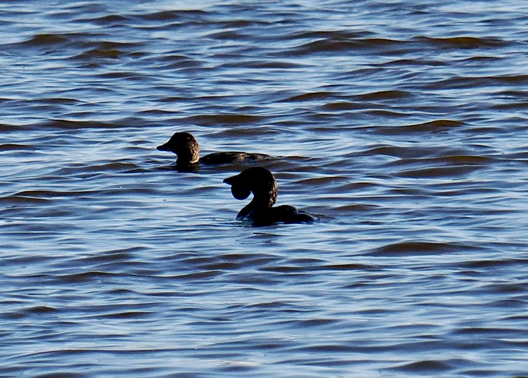 Musk Duck - Ken Glasson