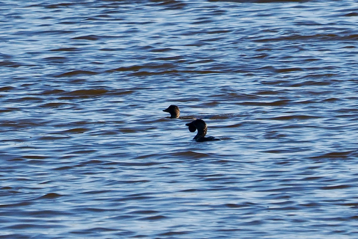 Musk Duck - ML618012802