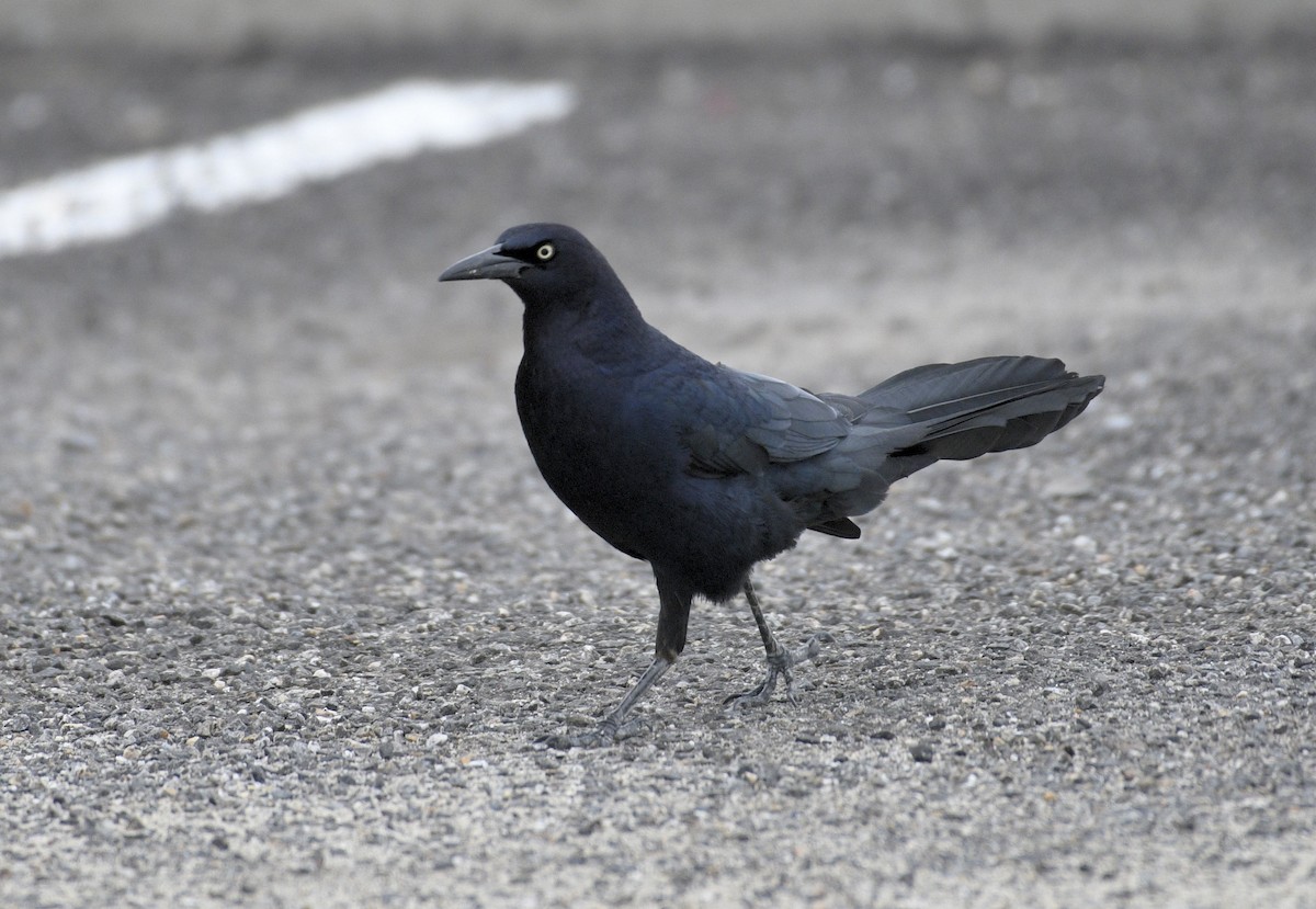 Great-tailed Grackle - ML618012819