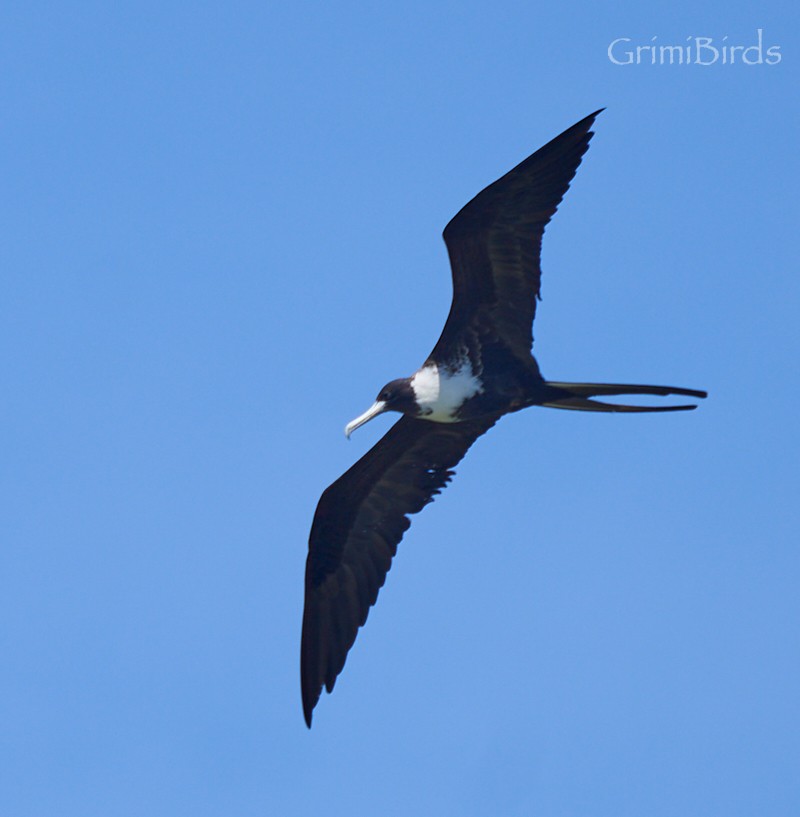 Magnificent Frigatebird - ML618012828