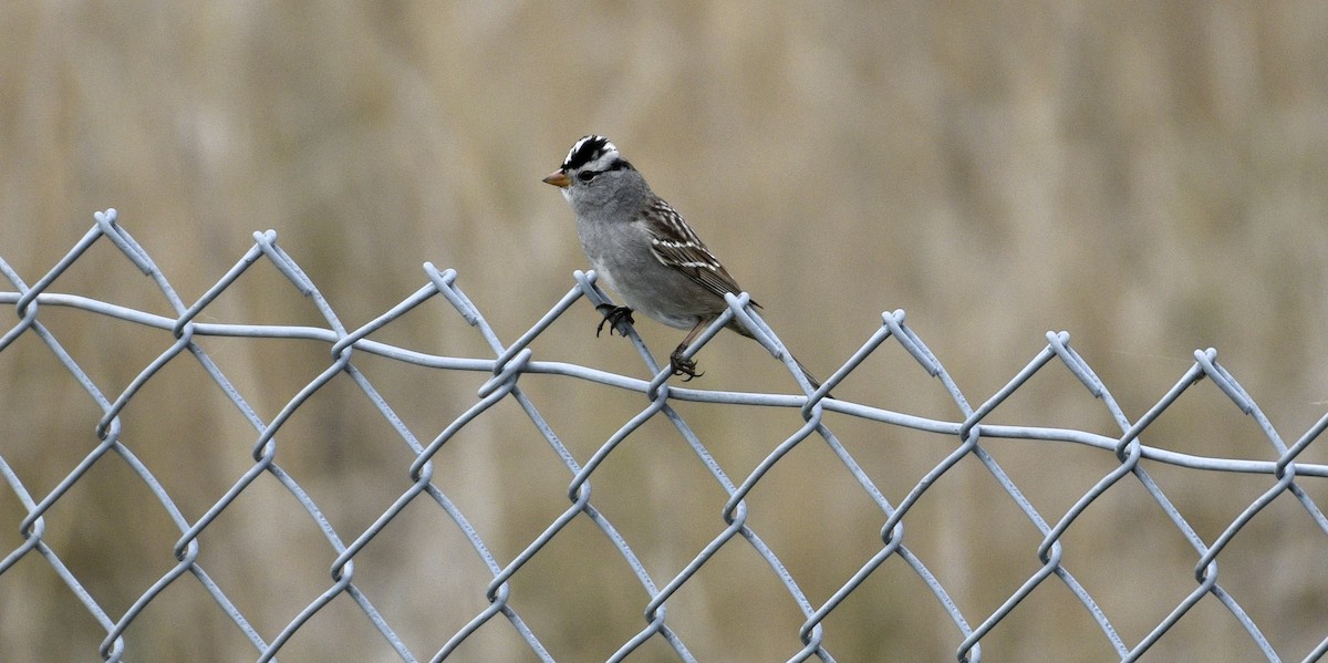 White-crowned Sparrow - ML618012832