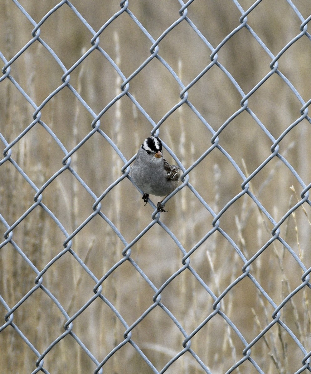 White-crowned Sparrow - ML618012833