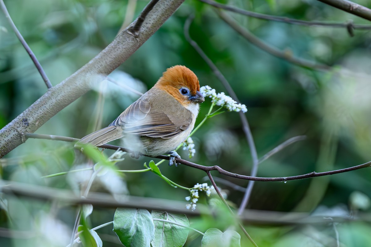 Rufous-headed Parrotbill - ML618012846