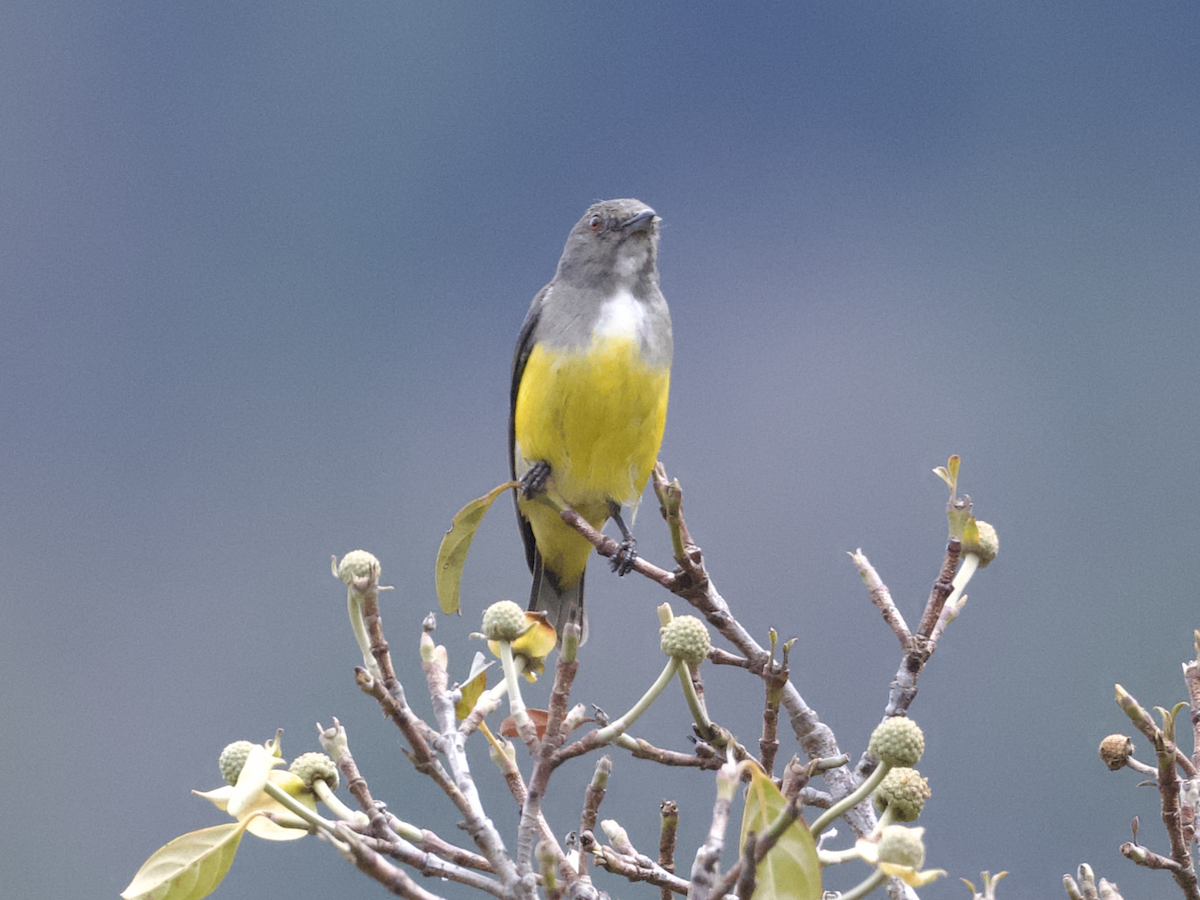 Yellow-bellied Flowerpecker - ML618012906