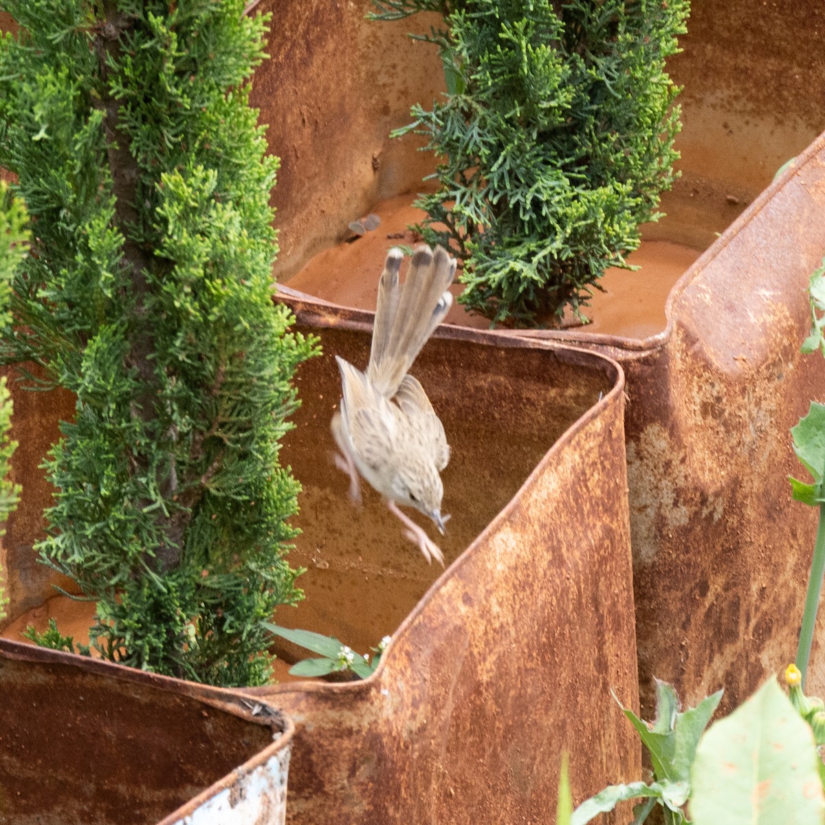 Graceful Prinia - ML618012910