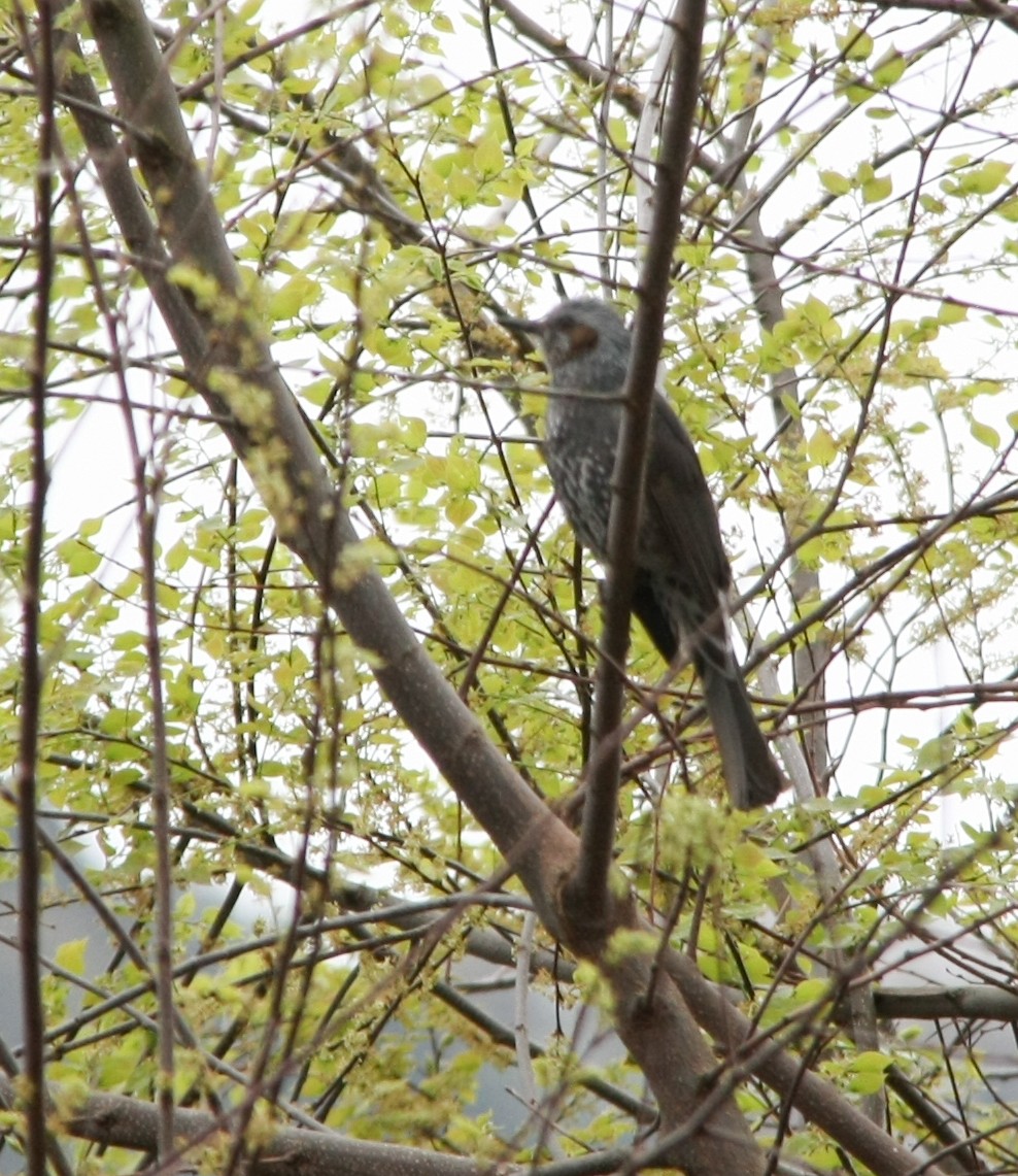 Bulbul à oreillons bruns - ML618012916