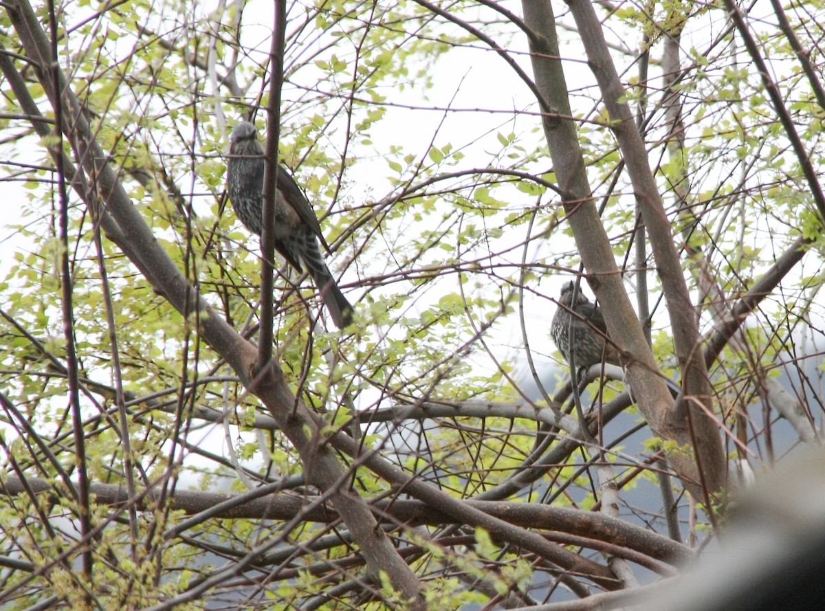 Bulbul à oreillons bruns - ML618012918