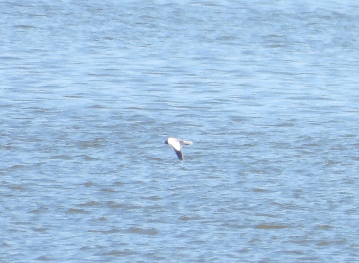 Little Gull - ML618012945