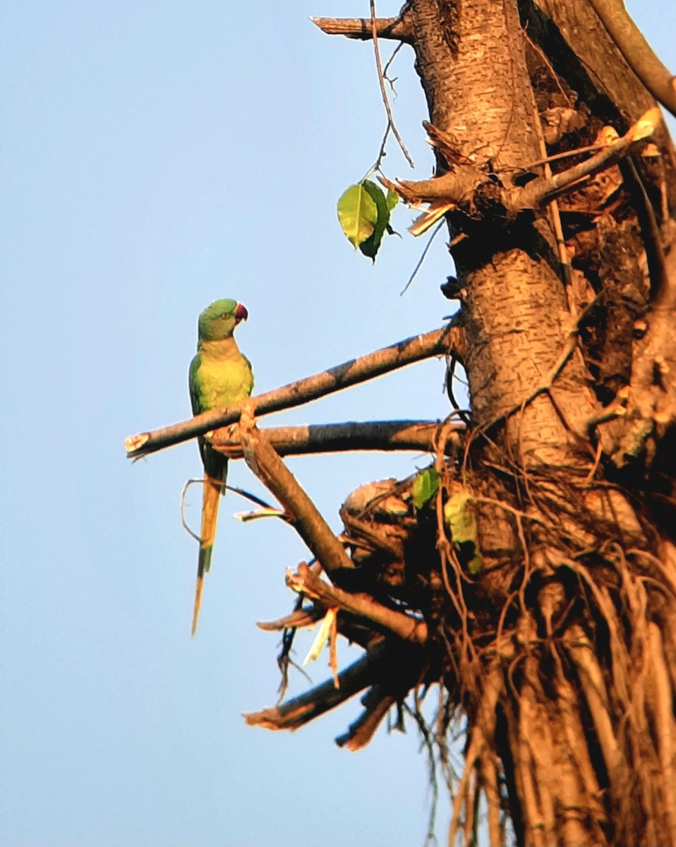 Rose-ringed Parakeet - ML618012947