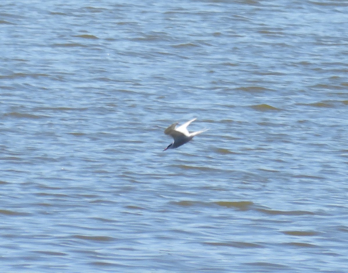 Common Tern - ML618012958