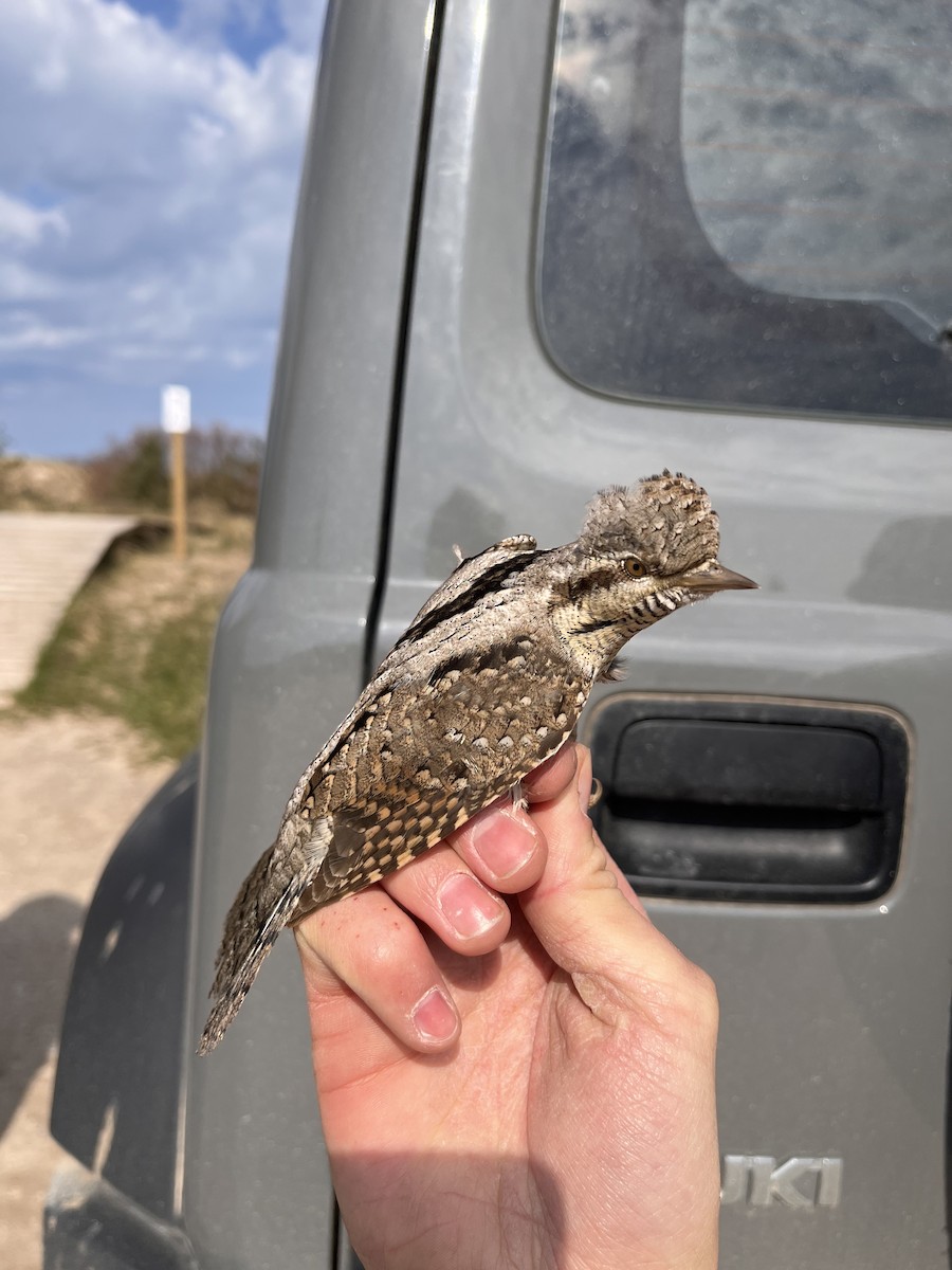 Eurasian Wryneck - ML618012991