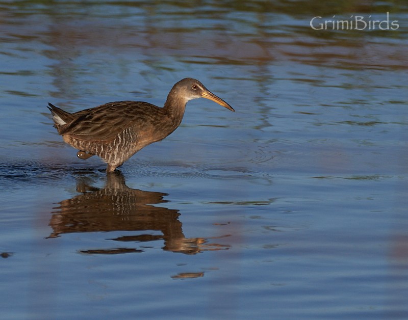 King Rail - Ramon Grimalt