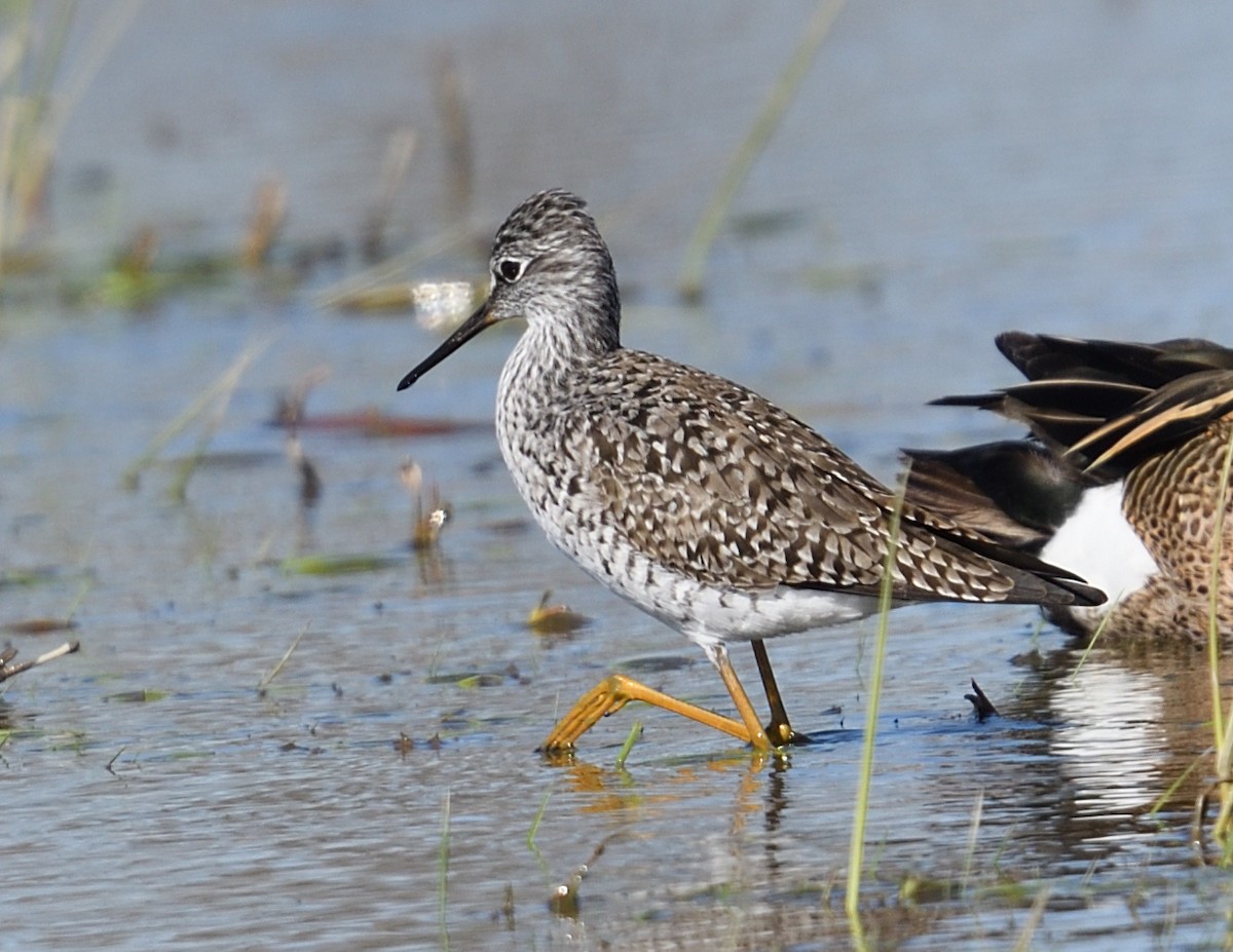 Lesser Yellowlegs - Margaret Hough