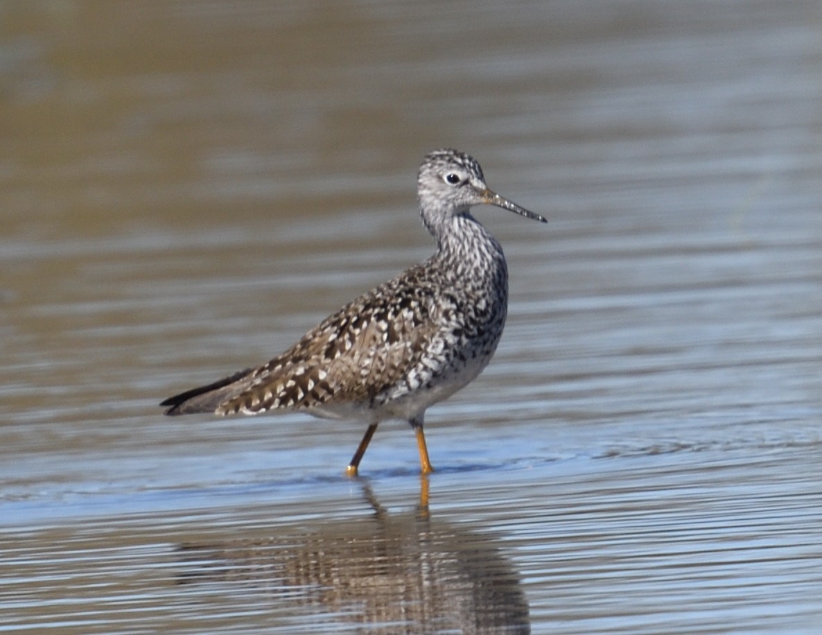 Lesser Yellowlegs - ML618013119