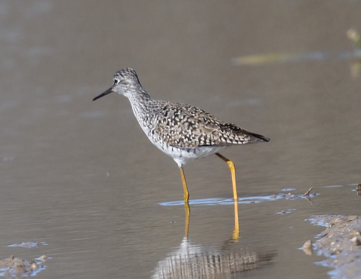 Lesser Yellowlegs - Margaret Hough