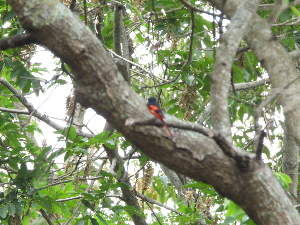 赤紅山椒鳥 - ML618013138