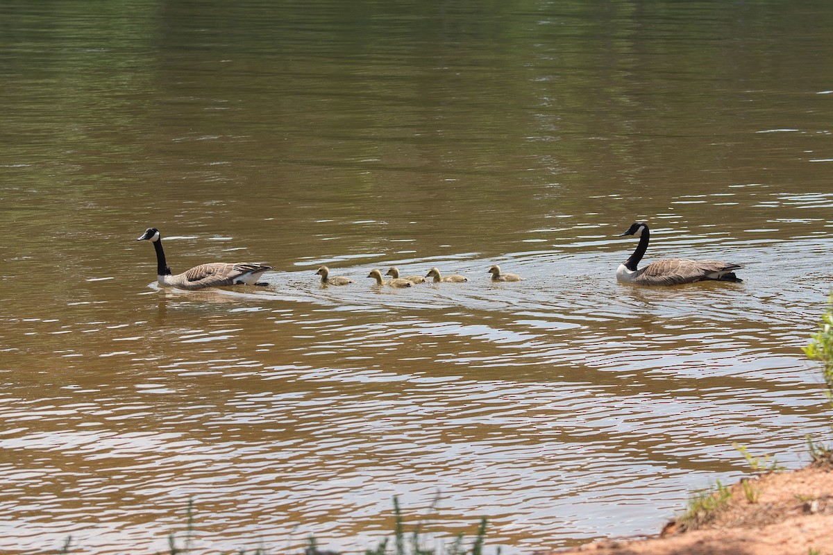 Canada Goose - Susan Markham