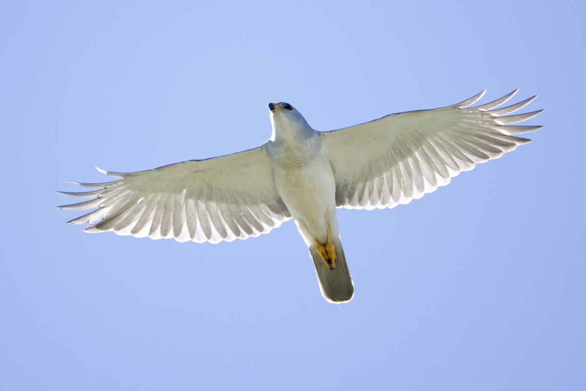 Gray Goshawk - ML618013168